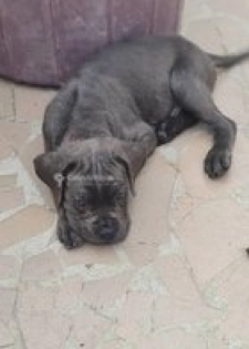 Chiot carné corso