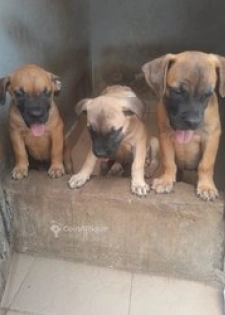 Chiot Boerbool