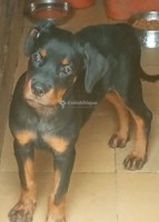 Chiots rottweiler pure sang disponible