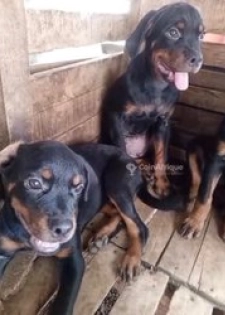 Chiot rottweiler