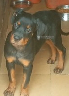 Chiots rottweiler pure sang disponible
