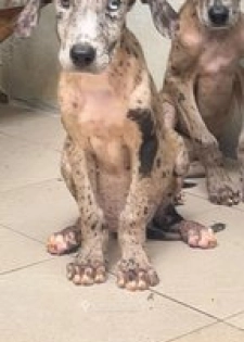 Chiot dogue allemand