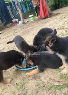 Chiot berger allemand