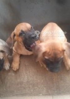 Chiot boerbool