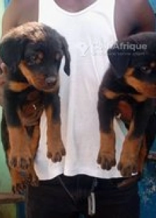 Chiot rottweiler pur sang