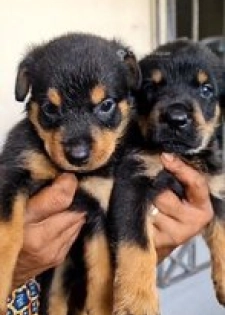 Chiots rottweiler pure sang