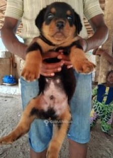 Chiots rottweiler pure sang