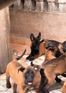 Chiots berger malinois pure sang