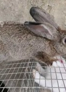 Lapins de consommation