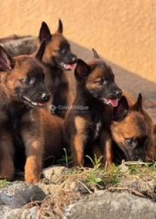 Chiot malinois
