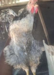 Poulet fermier