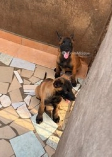 Chiot Berger Malinois