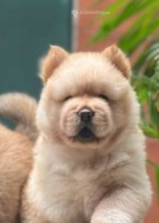 Chiots show show pur sang