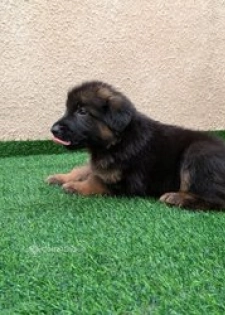 Chiots berger allemand pure sang
