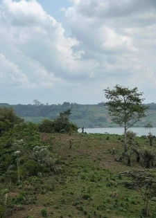 🎋BINGERVILLE AKANDJE