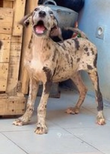 Femelle dogue allemand 2 mois