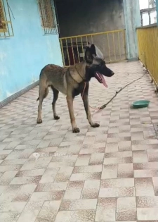 Chiot malinois