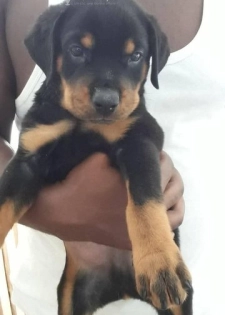 Chiot rottweiler pur sang