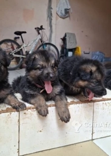 Chiot berger allemand Poil Long