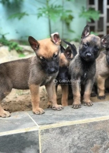 Chiot berger malinois pur sang