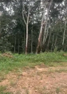Terrain 500m2 Azaguié Sur L'axe Adzope
