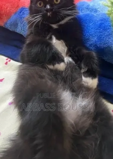 6 à 12 mois Homme Race mixte Turkish Angora